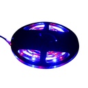 Tira Led Rollo 5 Metros 3528smd Varios Colores Ip20 3000k